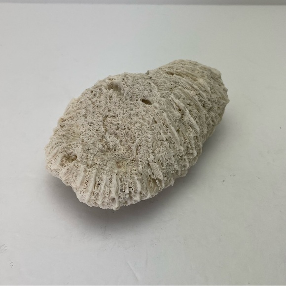 Fossil Rock Coral - Picture 3 of 10